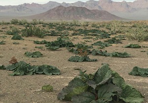 دشت ریواس روستای علی آباد چهل گزی با 40 هکتار وسعت