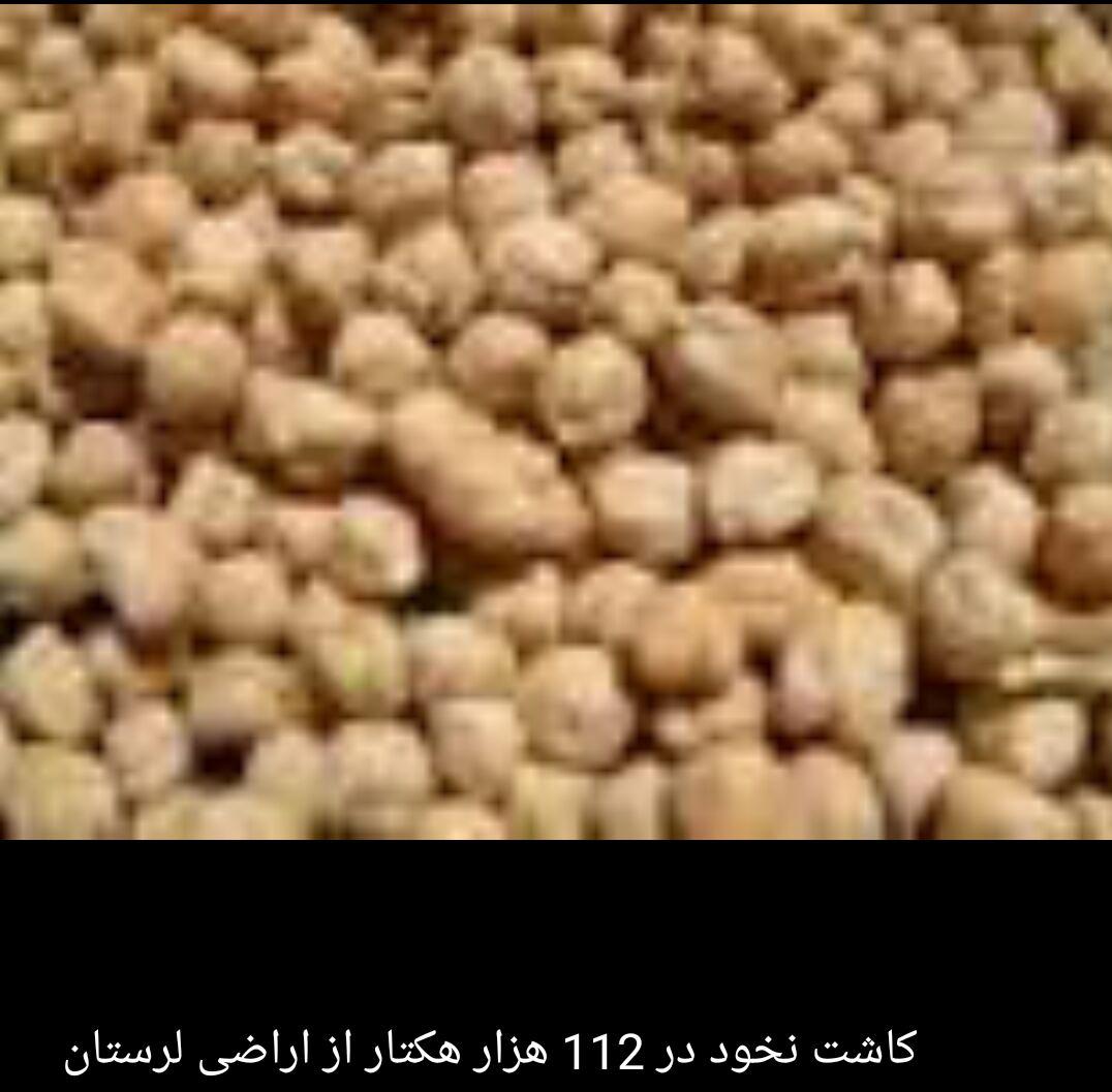 کاشت نخود در 112 هزار هکتار از اراضی لرستان
