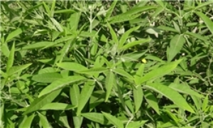 سیل بندی طبیعی برای حفاظت از مزارع حاشیه رودخانه