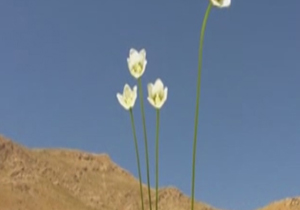شناسایی گونه نادر گیاهی در تالاب + فیلم