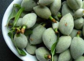 نوبرانه هایی به قیمت طلا