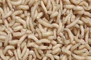 این غذاها بدنتان را پر از کرم می کند