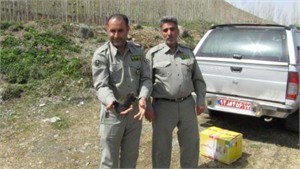 تحویل یک بهله پرنده شکاری عقاب طلایی به اداره حفاظت محیط زیست خوی و رها سازی چنگر در سلماس