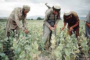مواد مخدر در افغانستان زیر نظر تروریست‌ها قاچاق می‌شود