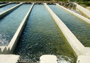 100 هزار بچه ماهی در سدهای استان اردبیل رهاسازی شد
