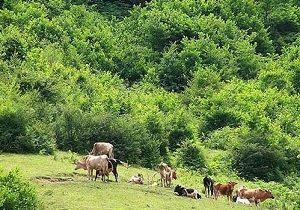 جنگل فندقلو گردشگاه جنگلی بی نظیر در کشور