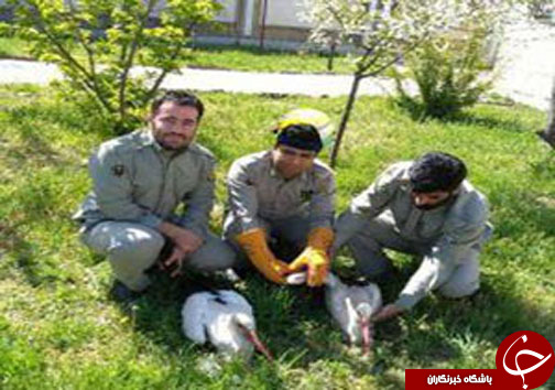 از دستگیری قاتلان متواری تا برق&zwnj;گرفتگی لک&zwnj;لک&zwnj;ها
