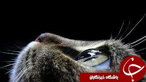 ثبت لحظه های ناب در اینستاگرام نشنال جئوگرافی + تصاویر