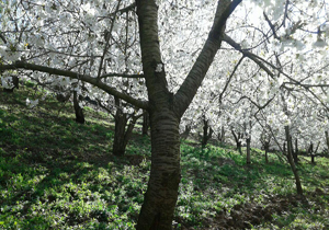 طبیعت زیبا و روح&zwnj;نواز روستای ناصرآباد کجور + تصاویر