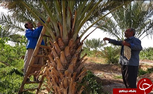 از حمله گرگ به گوسفندان تا تكذيب خبر گروكشی جسد يک بيمار در بيمارستان گودرز