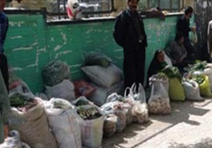 سودجویی و منفعت‌طلبی که چه به روز طبیعت می‌آورد/ انقراض گیاه بیلهر
