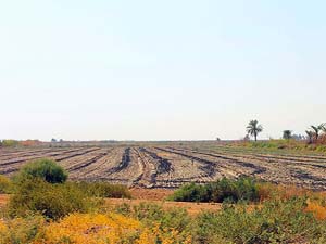 ساخت بادشکن و نهال کاری در کانون بحران جاسک