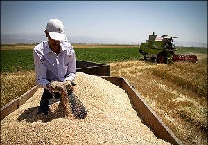 قيمت خريد تضمينی گندم در اردبيل بیش از 12 هزار ریال تعيين شد