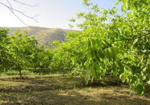 باغ فخروئیه روستایی کوهستانی با درختان گردو