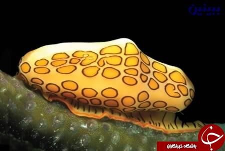 مخوف ترین موجود جهان را می شناسید؟+تصاویر
