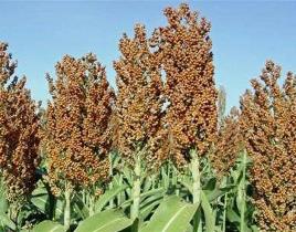 کشت ذرت سورگوم در سطح 145 هکتار از اراضی کشاورزی