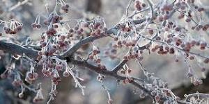 خسارت 100 میلیارد تومانی  سرمازدگی