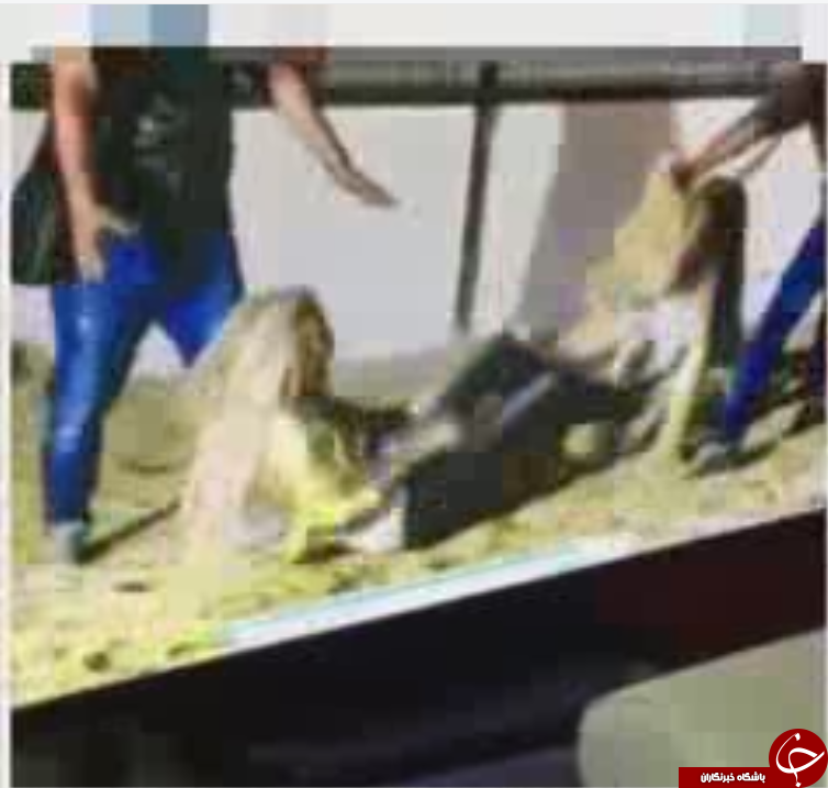 زن خواننده مشهور لبنانی در چنگال شیر گرسنه+ فیلم