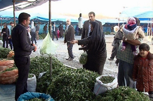 آغاز فصل برداشت گیاهان کوهی