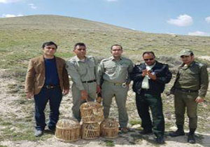 دستگیری صیاد کبک در شهرسستان دلفان