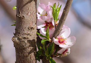 توصیه های هواشناسی کشاورزی