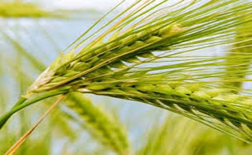 تلاش برای کوتاه کردن دست دلالان گندم در کرمان