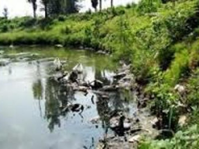 تنفس مصنوعی برای ماهیان + تصویر