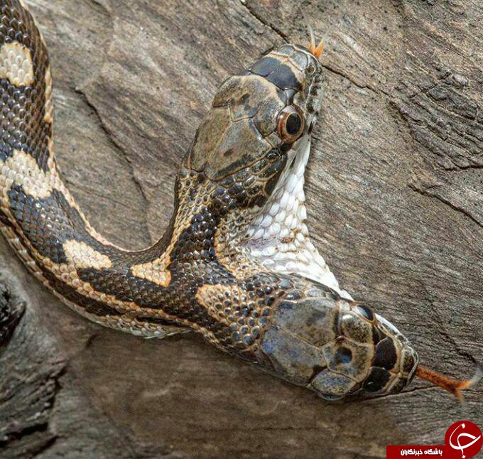 مجسمه ای ازجنس گوشی همراه/ محبت زنجیره ای پدروفرزند/ جناب خان واقعی هم پیداشد/ قبض آب 73 میلیون تومانی