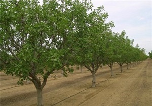پرداخت خسارت سرمازدگی به باغات شهرستان مشگین‌شهر