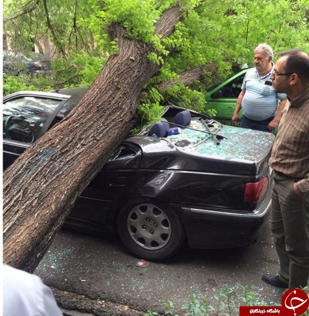 سقوط درخت روی سه خودرو در خیابان سنایی! + عکس