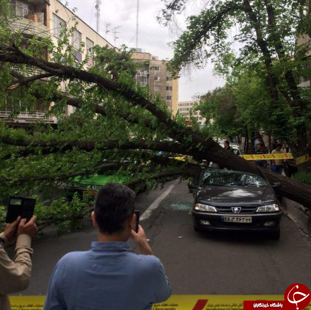 سقوط درخت روی سه خودرو در خیابان سنایی! + عکس