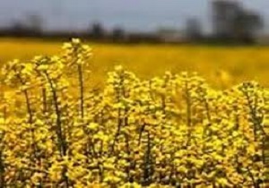 برداشت 12 هزار تن كلزا در استان اردبيل