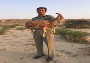 شکارچی زنده گیر به دام افتاد