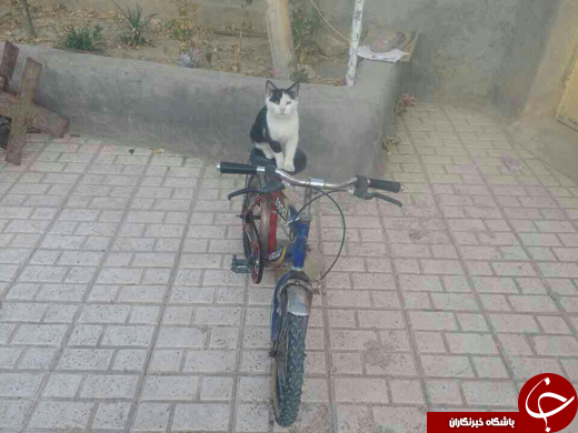 بسته خبری + تصاویر