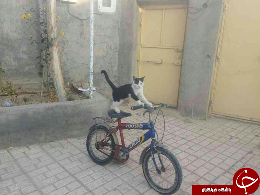 بسته خبری + تصاویر