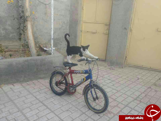 بسته خبری + تصاویر