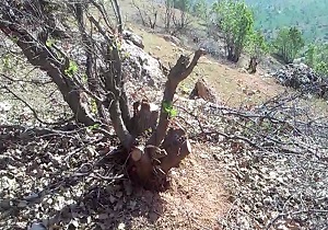نفس‌هایی که به شماره افتاده است! + فیلم