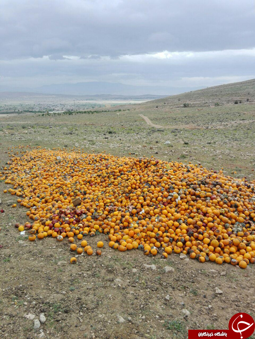 گور دسته&zwnj;جمعی پرتقال&zwnj;ها + تصاویر