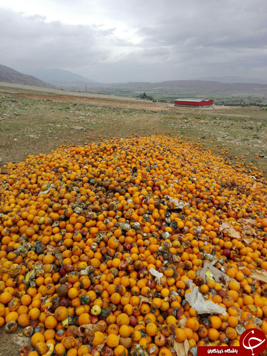 گور دسته&zwnj;جمعی پرتقال&zwnj;ها + تصاویر