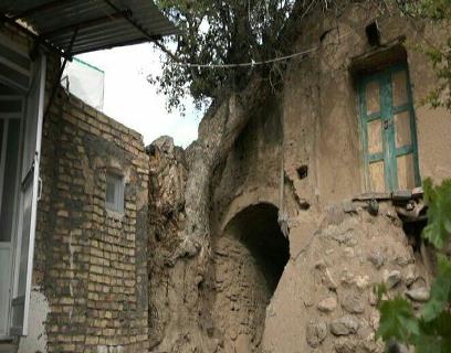 درخت قطور "بنه" دیوار خانه ای در بنیز