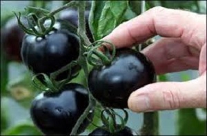 تعجب نکنید ،گوجه فرنگی سیاه نیز به بازار رسید