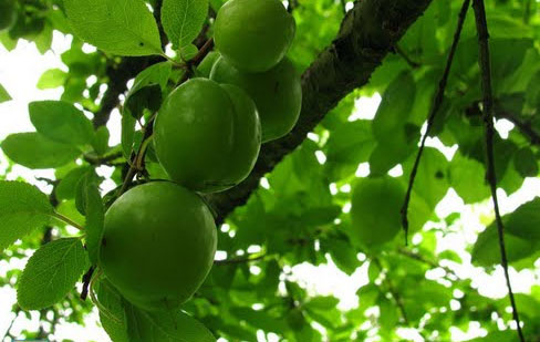 میوه های نوبرانه کمی با طعم بیماری  + تصویر