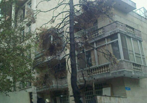 درختی که قربانی ساخت و ساز شد + فیلم