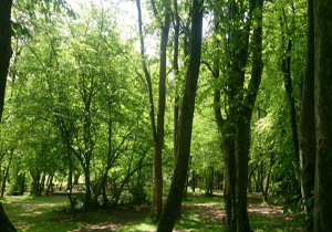 طبیعت زیبای جنگل گلستان + تصاویر