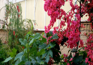 قطرات زیبای باران در هوایی بهاری + فیلم