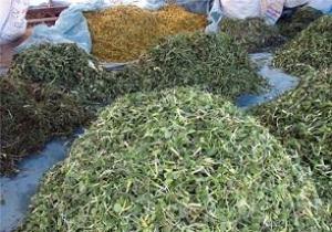 آغاز برداشت گیاهان خوراکی محلی در آذربایجان غربی