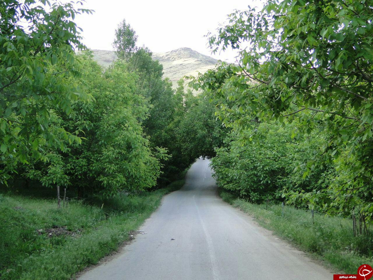 جاذبه های طبیعی فصل بهار در نهاوند + عکس