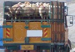 کشف 40 راس دام قاچاق در تايباد