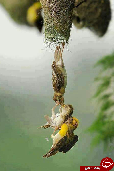 نمایی قدیمی از آرامستان خواجه ربیع