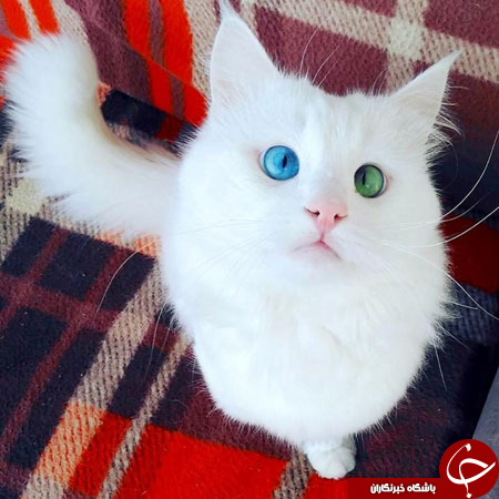 از سالاد فصل به شکل ملکه الیزابت تا حباب بازی اوباما